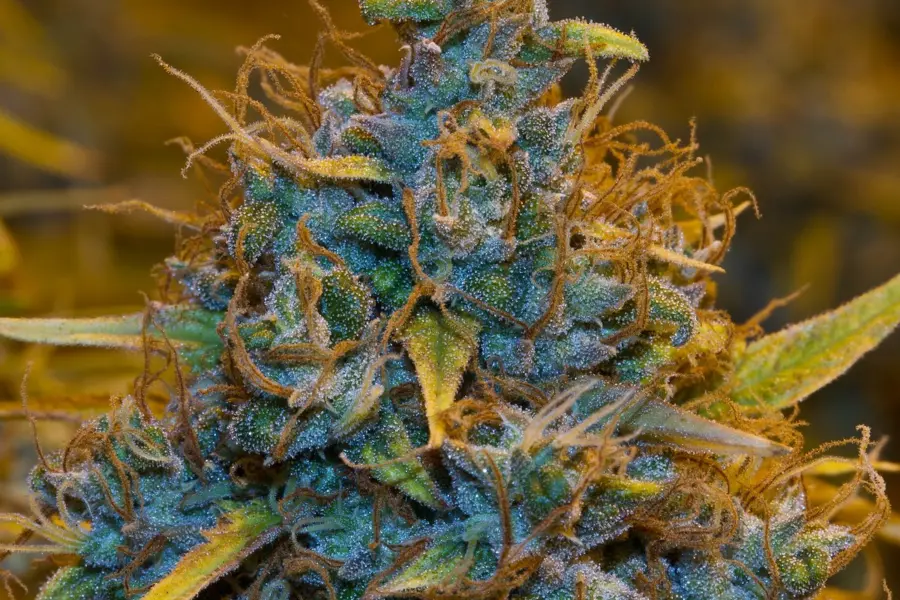El Supremo estrecha la venta de flor CBD en España
