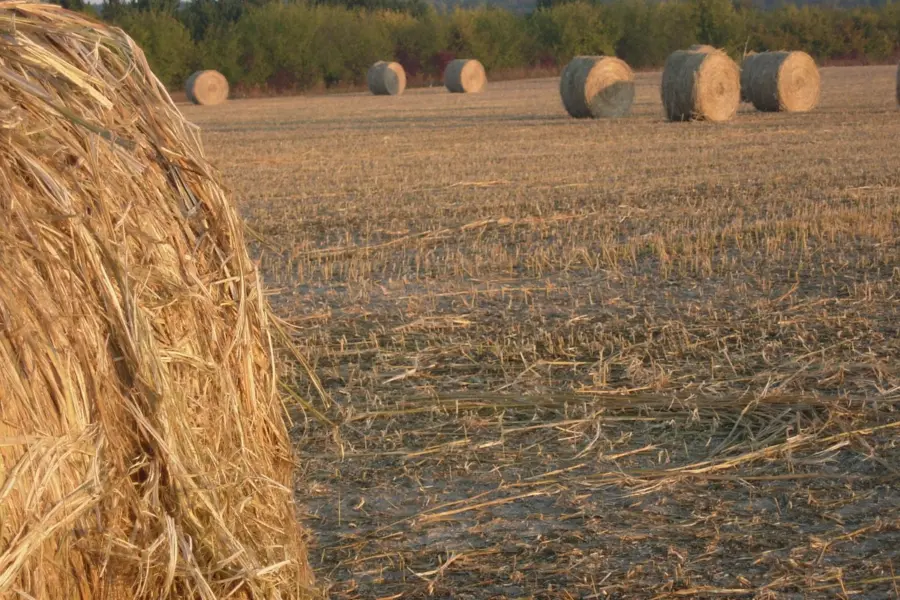 El Consejo de la UE apoya incluir toda la planta de cáñamo en las reglas agrícolas
