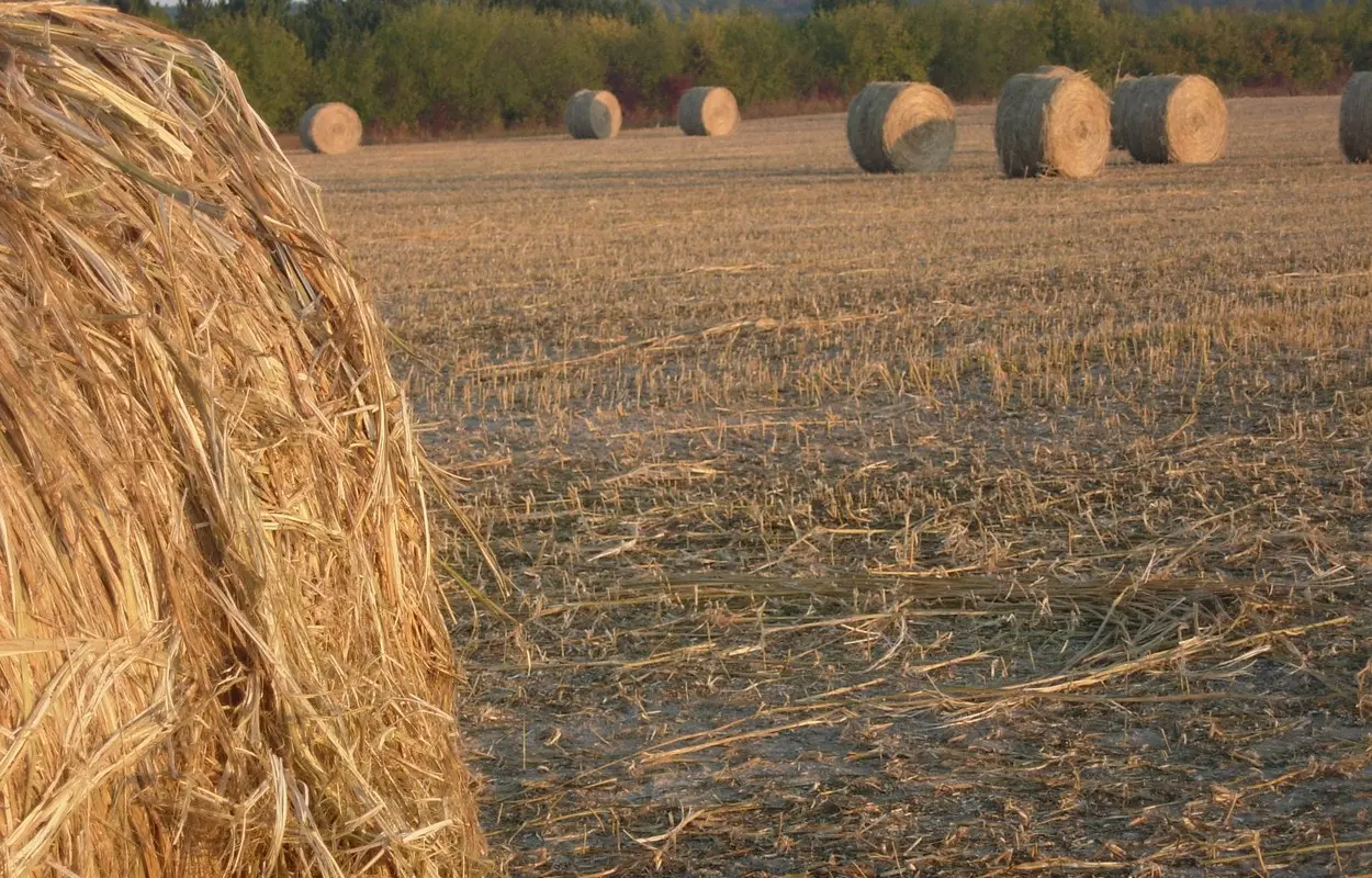 Pacas de fibra en un campo de cáñamo cosechado en Saint-Flavy, Francia. Hg marigny, CC BY-SA 3.0. Origen: https://commons.wikimedia.org/wiki/File:Saint-Flavy_(Aube)_culture_du_Chanvre.JPG